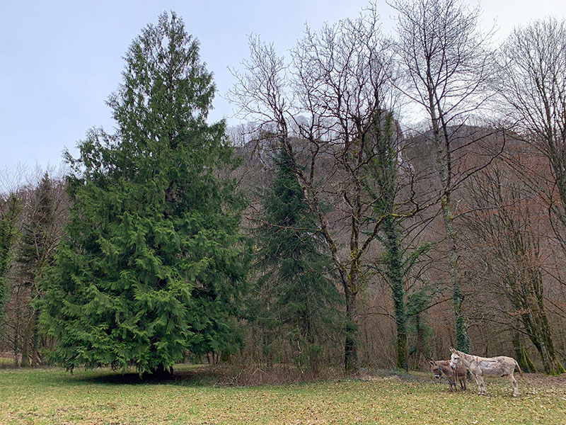 Contes méditation du Sequoia maître